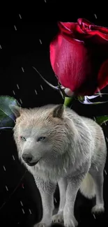 Majestic white wolf with a red rose in the rain.