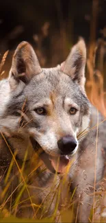 Wolf hidden in golden autumn grass showcasing natural beauty.