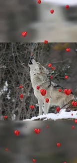 Wolf howling with red hearts in snowy forest.