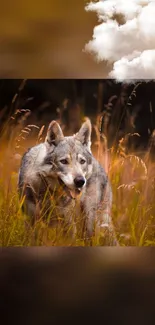 A majestic wolf in autumn grass beneath a cloudy sky.