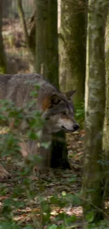 Wolf walking in a green forest scene, surrounded by trees.