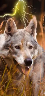 Majestic wolf in a golden field with lightning overhead.