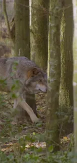 Wolf walking through a tranquil, forested area.