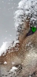 Close-up of a wolf in the snow with vibrant green eyes.