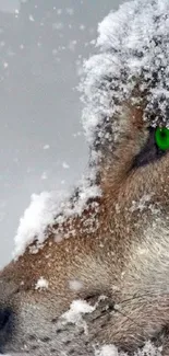 Wolf in a snowy landscape with gray fur and vibrant green eyes.