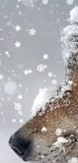 Wolf with snow on fur in a serene winter landscape.