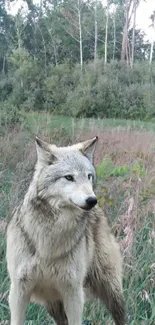 Wolf standing in a lush green forest background.