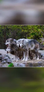 Three wolves standing on rocks in a lush green forest.