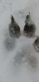 Wolf paw print on snowy background, showcasing nature's beauty.