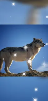 Majestic wolf standing under a starry blue sky, perfect for wallpaper.