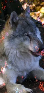 A majestic wolf with glowing heart effects in a forest setting.