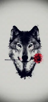 Realistic wolf holding a red rose, black and white wallpaper.