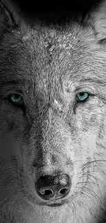 Gray wolf with striking blue eyes staring intensely.