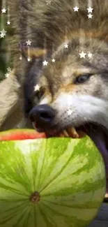 Playful wolf biting into a fresh watermelon on a wooden surface.