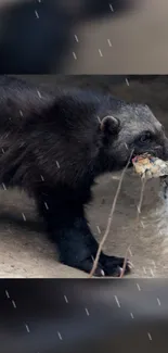 Wolverine carrying prey in snowy terrain.