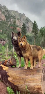 Two wolves standing on a log in a lush mountain forest.