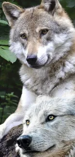 Two wolves resting in a lush green forest setting.