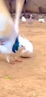 A flock of elegant white and blue doves in flight on a sandy ground.