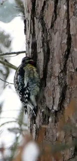 Woodpecker perched on a pine tree trunk in a forest setting.