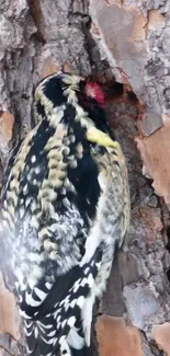 Close-up of woodpecker on tree bark mobile wallpaper.