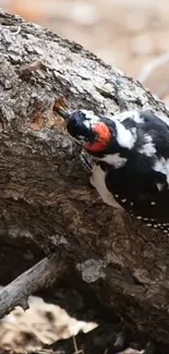 Woodpecker on tree trunk in nature.