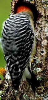 Woodpecker perched on a tree trunk, ideal for mobile wallpaper.