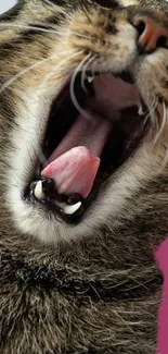 Close-up of a yawning cat, perfect for wallpaper.