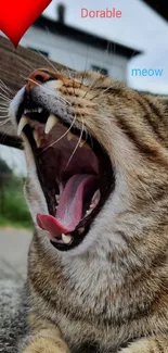 Yawning cat with open mouth, showing teeth and tongue.