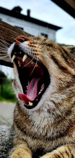 Close-up of a yawning tabby cat with wide-open mouth.