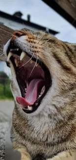 Close-up of a yawning cat with striking features and vibrant brown fur.