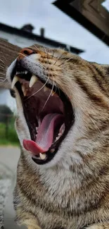 Close-up of a yawning cat with a vibrant brown fur.