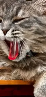 Close-up of yawning gray cat with red tongue, wearing a black collar.