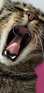 Close-up of a yawning cat against a pink background, capturing a playful moment.