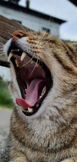 Yawning cat with open mouth in a natural outdoor background.