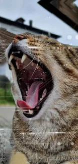 Yawning cat with digital elements in a futuristic design.