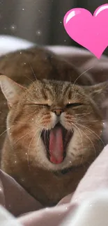 Yawning cat with pink heart on cozy blankets.