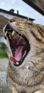 Wide open mouth yawning cat in blurred background, soft color tones.