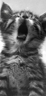 Black and white yawning kitten mobile wallpaper.