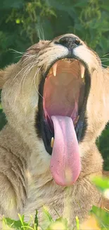 Yawning lioness in natural habitat background.