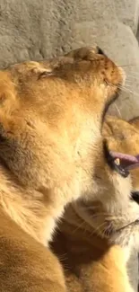 Two lions basking in sunlight, one yawning, with golden fur against a rocky backdrop.