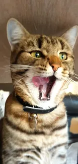 Yawning tabby cat with collar on mobile wallpaper.