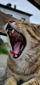 Close-up of a yawning tabby cat in a cozy setting.