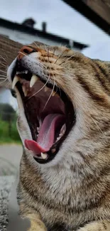 Yawning tiger-like cat with open mouth in nature setting.