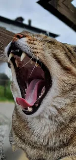 Close-up of a yawning tiger with a natural background.