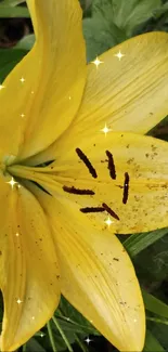 Vibrant yellow and white lily flowers with lush green leaves.