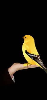 Yellow bird on hand with glowing candle in darkness.