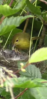 Yellow bird caring for nestlings amidst green foliage.