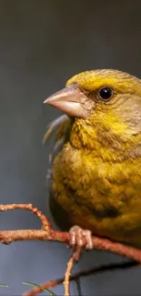 Golden yellow bird perched on a branch in nature.