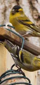 Two vibrant yellow birds perched on a bird feeder.