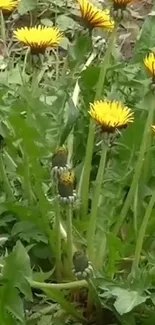 Yellow dandelions with green foliage wallpaper.